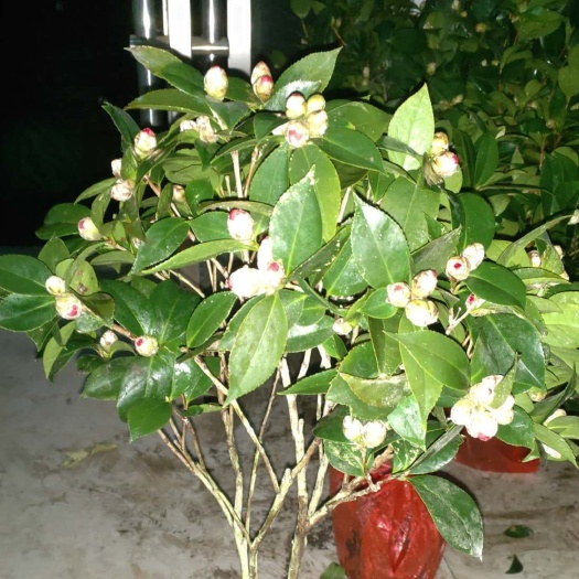 平邑县 山茶花