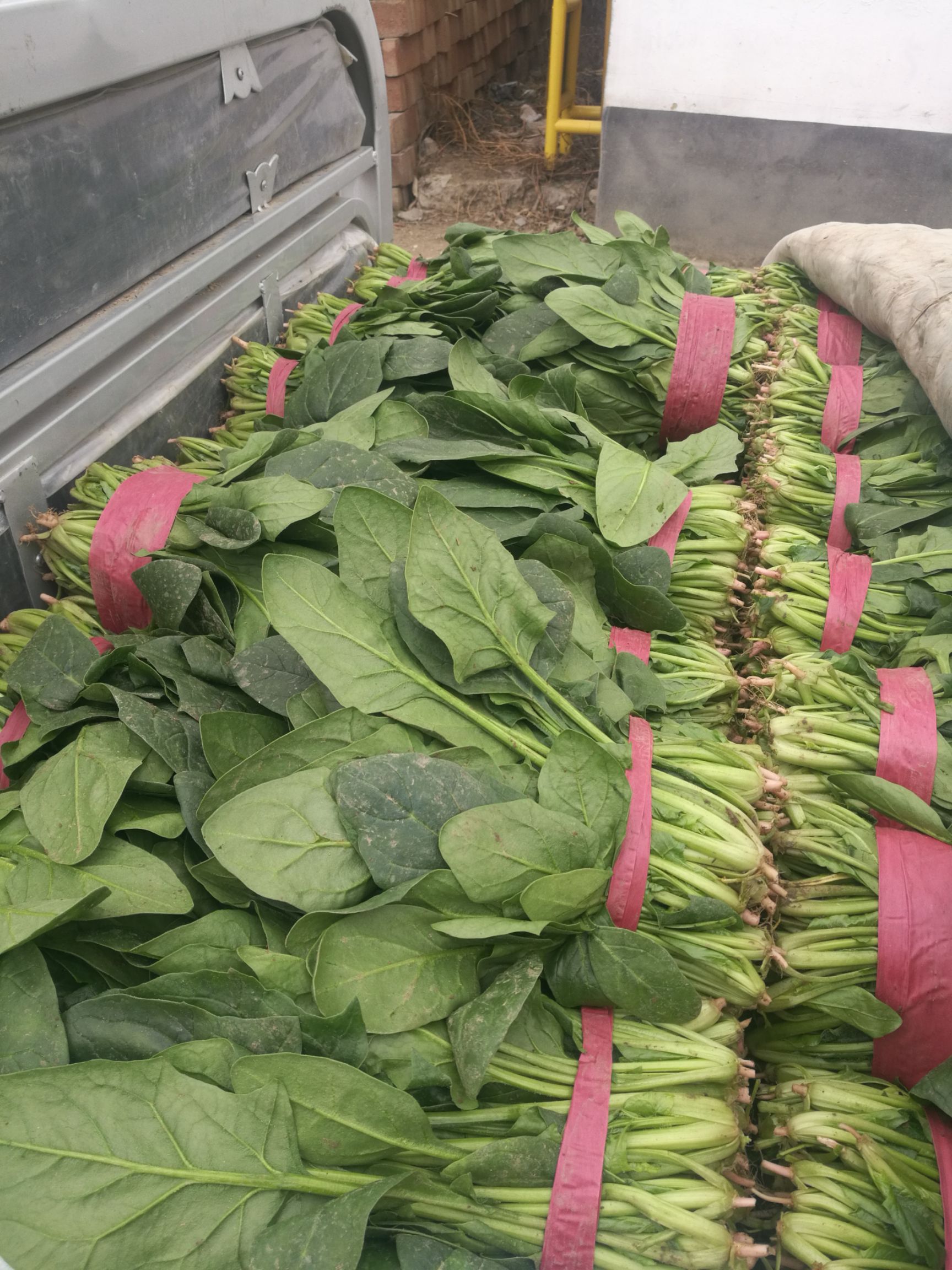大量菠菜上市欢迎全国老板来采购