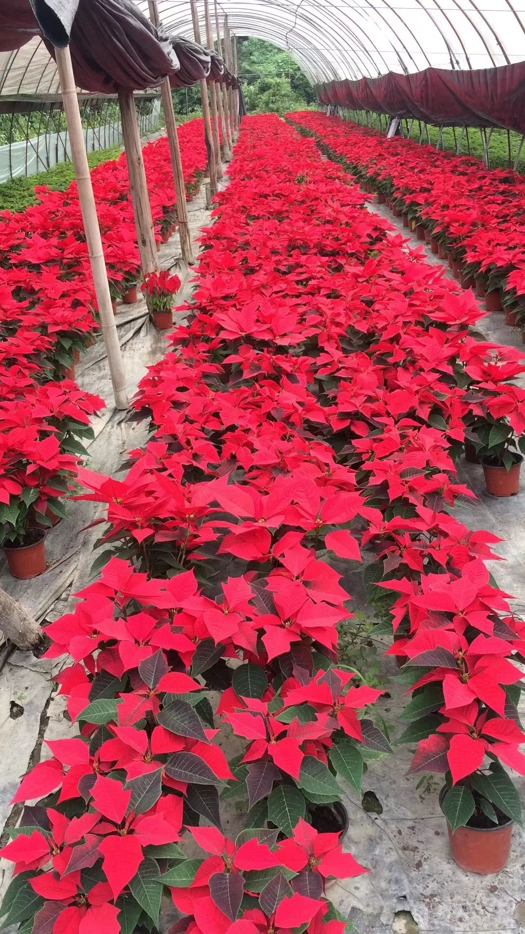 成都一品红 造型树 一品红，圣诞花，四川一品红基地出售，成都一品红批发价格