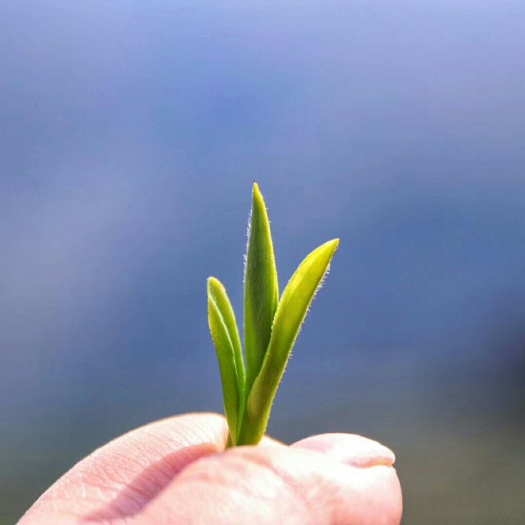 筠连县 自己茶园自己加工，各种品种各种价格龙井茶