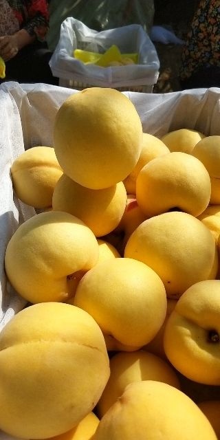 沂源县黄金桃苗  最晚熟黄桃，金黄金7号。晚熟离核黄桃