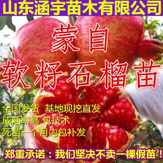 平邑县蒙阳红石榴苗 蒙阳红石榴