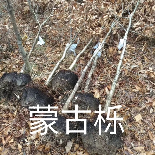 开原市 2-3公分蒙古栎