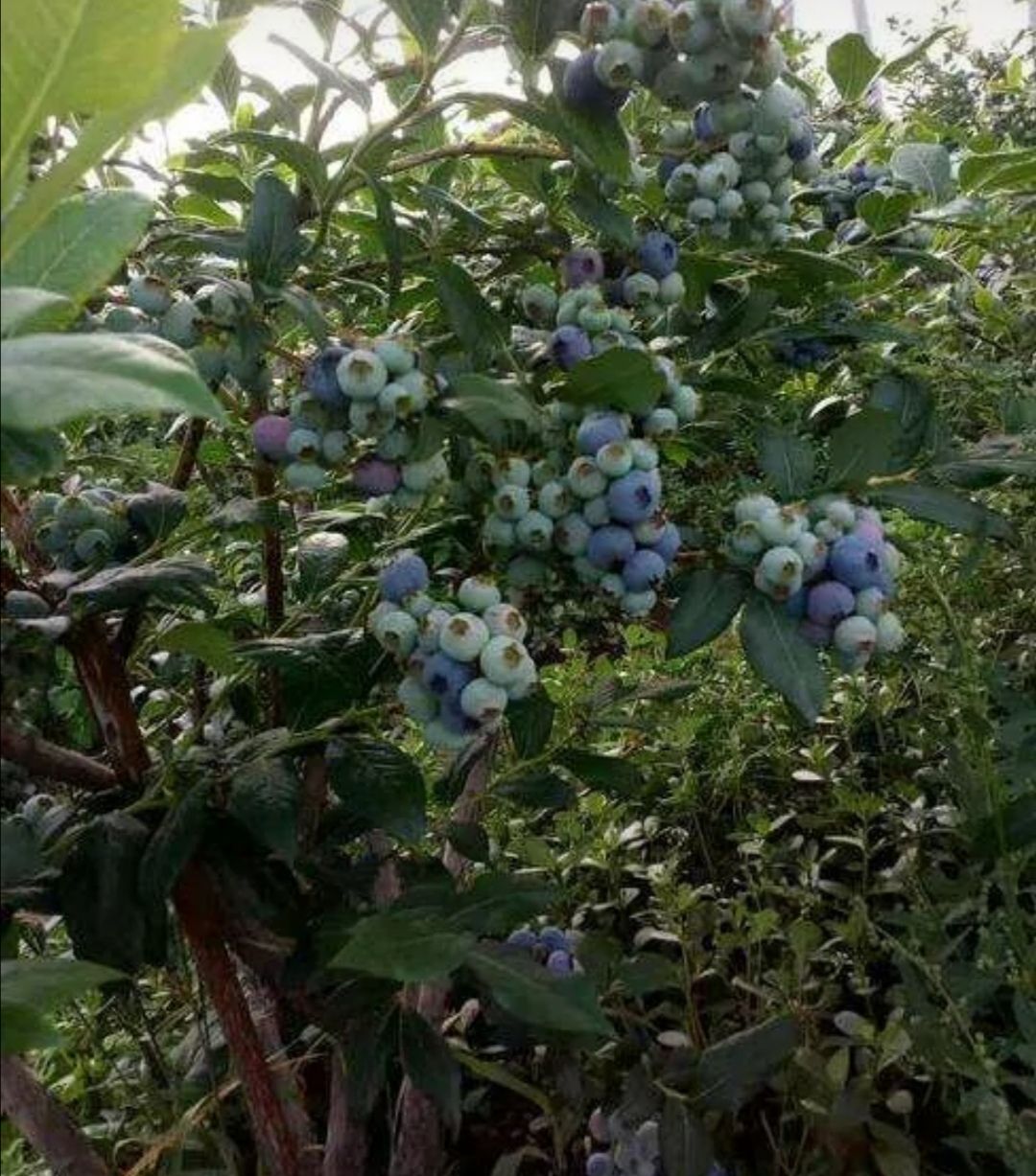蓝丰蓝莓苗  蓝莓苗蓝莓树苗.蓝丰.兔眼.博雾.基地直销现挖