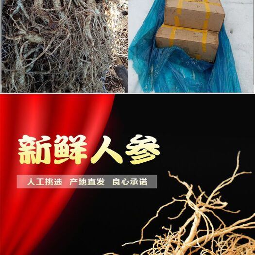 吉林市 新鲜人参