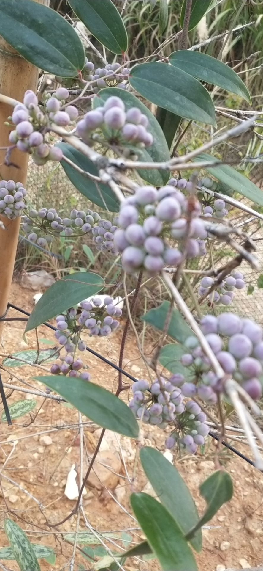  发财产品，资源紧缺无法满足，土茯苓苗