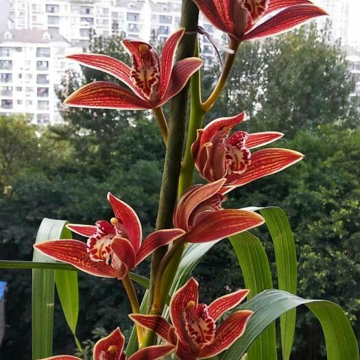 广南县 虎头兰红花