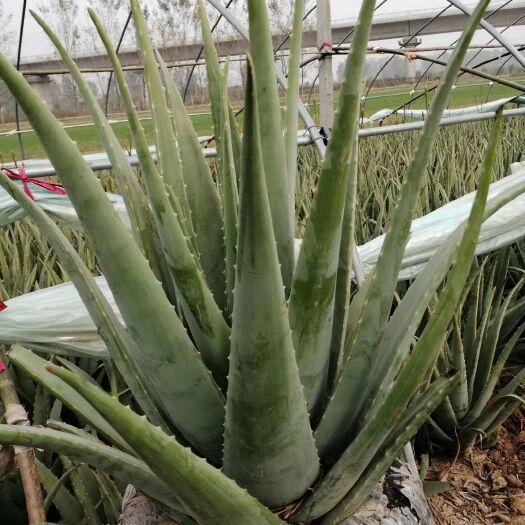 周口观叶植物大芦荟盆栽特大叶片新鲜叶子灌肤院专用可