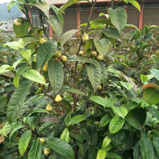 藤县金花茶苗  80-1.5米高金花茶