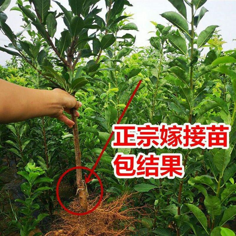 红美人李子苗 新品种美人醉李子苗嫁接树自花授粉抗旱抗寒南方北方种植当年结果