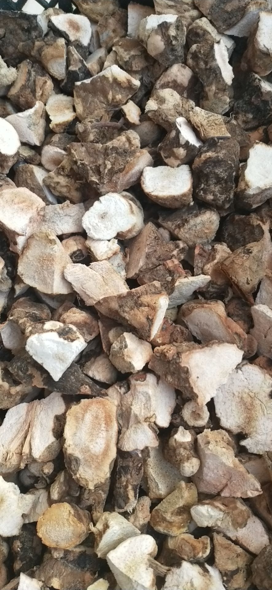  发财产品，资源紧缺无法满足，土茯苓苗