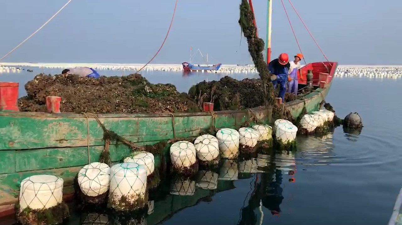 黑蝶贝 小龙鱼半壳黑口贝