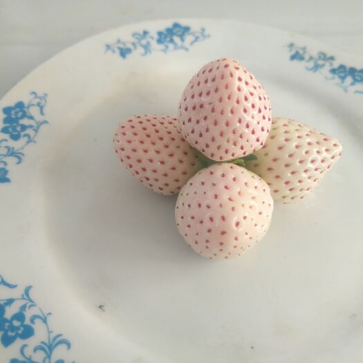 平泉市 精品白雪公主白草莓