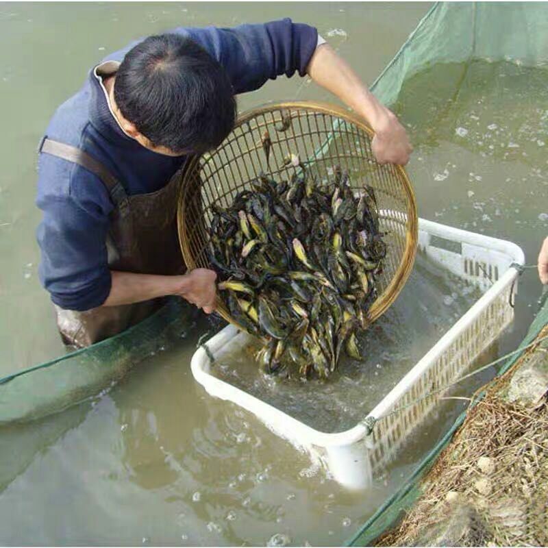 黄辣丁 黄颡鱼 黄骨鱼 黄角丁 淡水鱼苗养殖