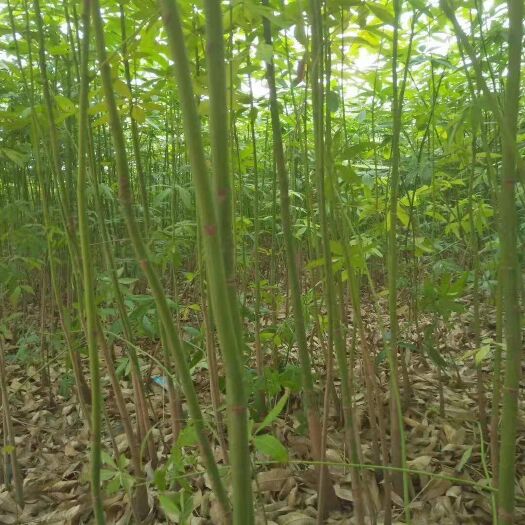 湛江 发财树头3至6