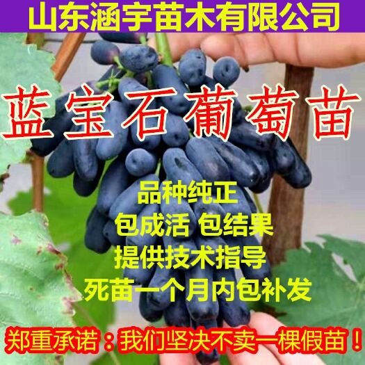 莱西市蓝宝石葡萄苗 甜蜜