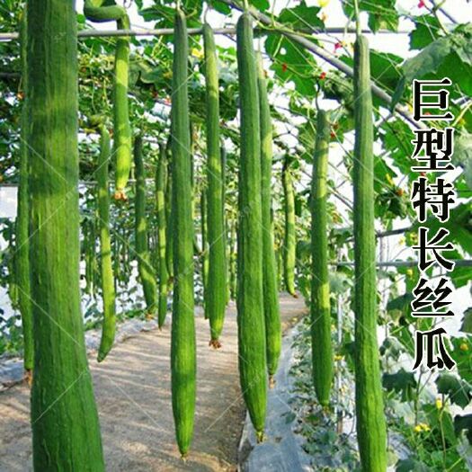 南京 巨型特长丝瓜种子 高产丝瓜种子 庭院阳台盆栽菜种子四季播蔬