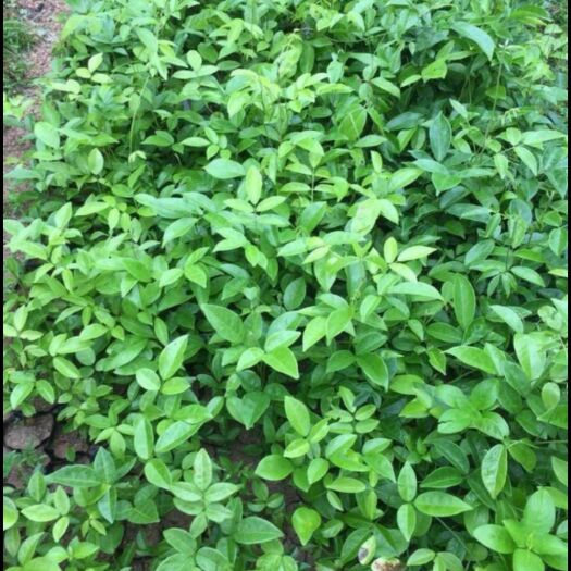 灵山县牛大力苗  ，中小叶苗中草药材。优越品种自育苗欢迎订购。
