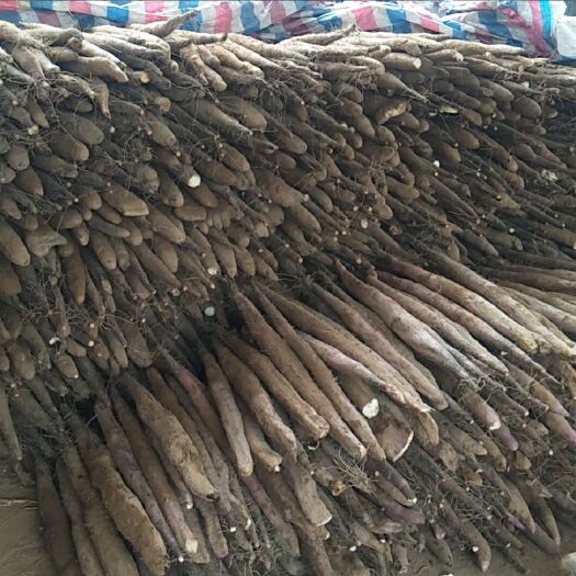 贺州淮山药  贺州新鲜红皮白皮小叶淮山有大量现货价格实惠统货需要的老板随时