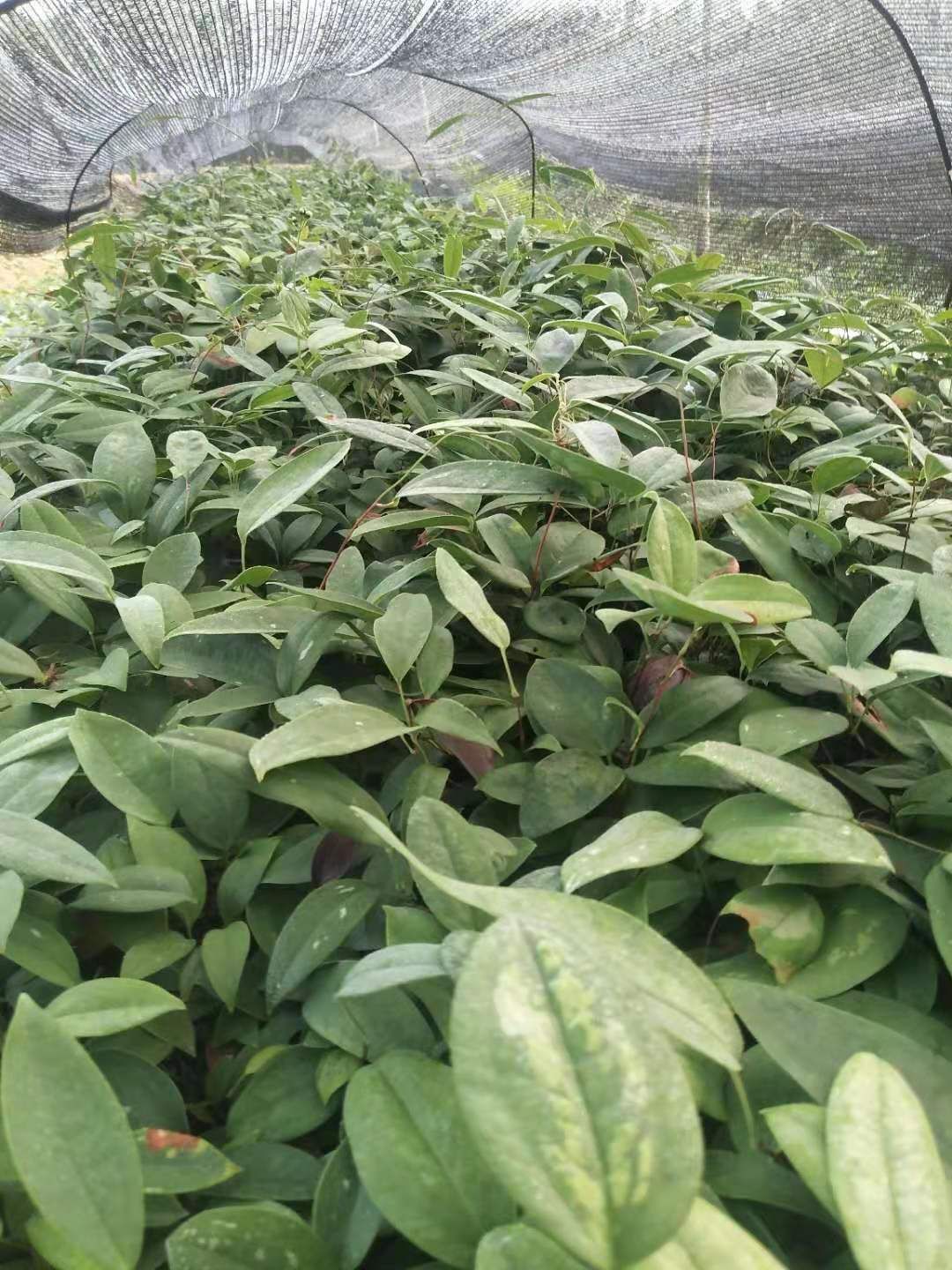  发财产品，资源紧缺无法满足，土茯苓苗