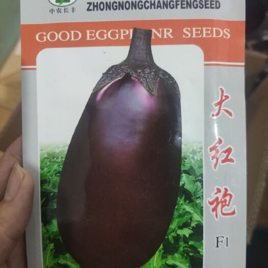 夏邑县茄子种子 正品（长丰） 大红袍茄子  深紫红色 长卵型 生长