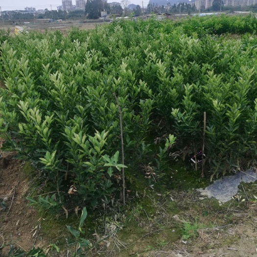 融水县脆蜜金柑苗 大棵翠蜜金桔优质苗大量供应