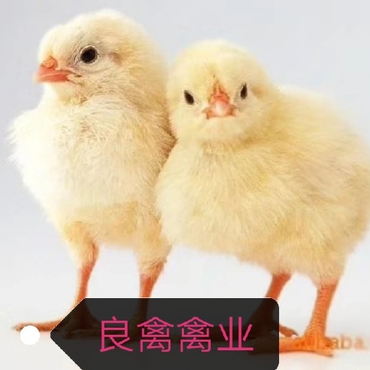 濮阳县 良禽禽业——优质817鸡苗
