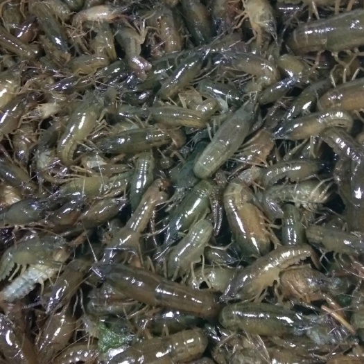 洪湖市小龙虾苗虾苗青人工养繁殖技术指导冷藏车专送基地直供苗价咨询