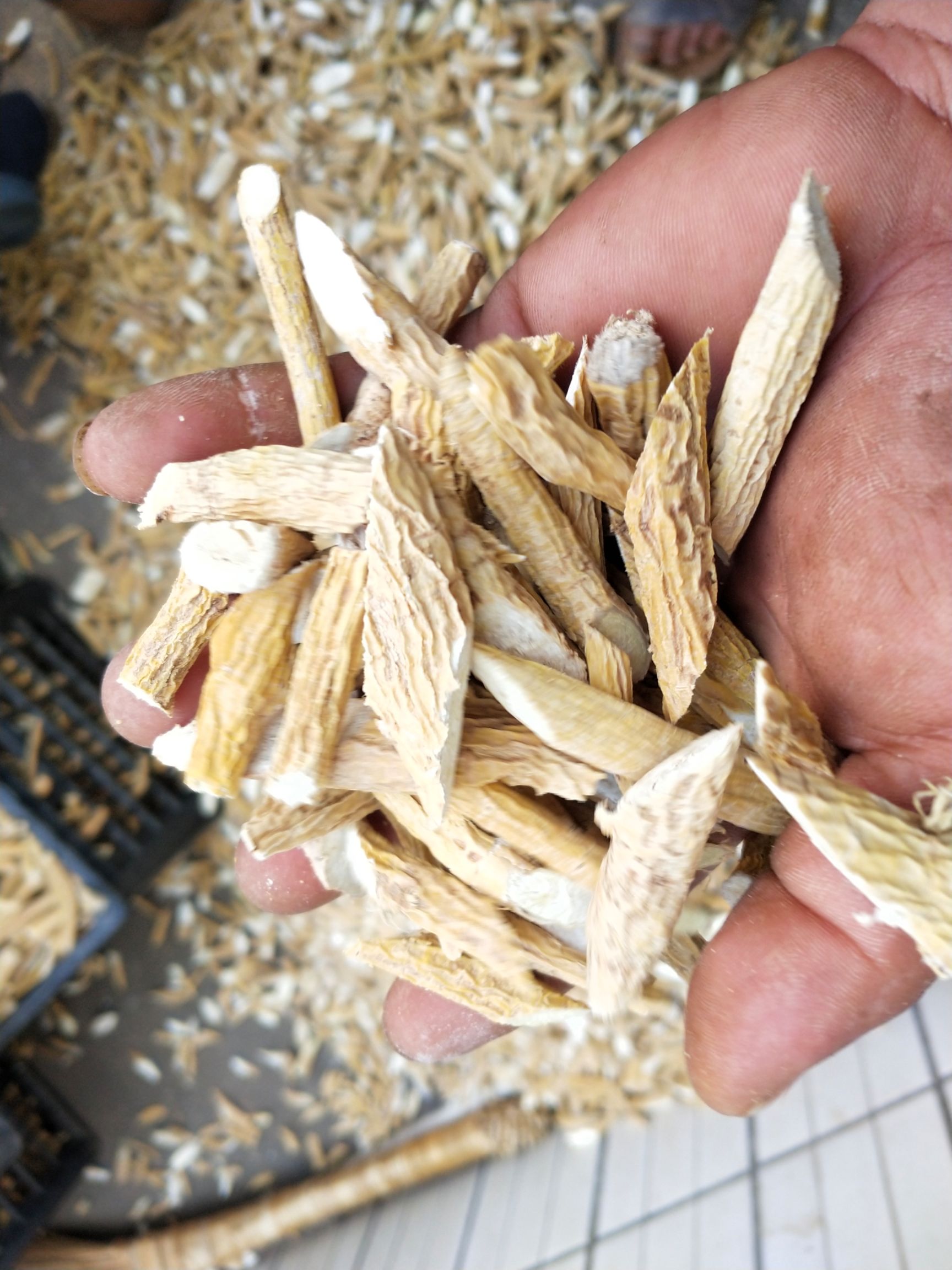  发财产品，资源紧缺无法满足，土茯苓苗