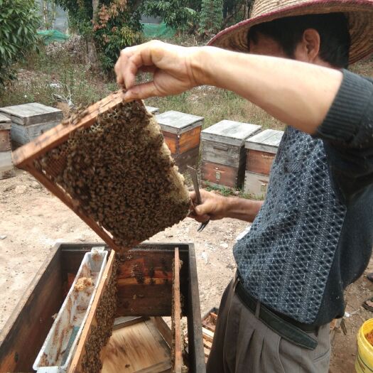 高州市 蜂场直供，岭南特色，纯正天然蜂蜜鸭脚木蜜