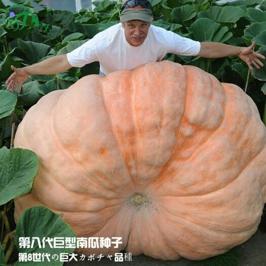 南京 美国巨型南瓜种子特大大南瓜种子太空南瓜种子蔬菜种春播瓜果种