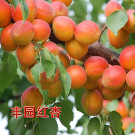 大荔县丰园红杏  陕西省大荔县丰园紅杏火热预售中（代发、代办、代存）