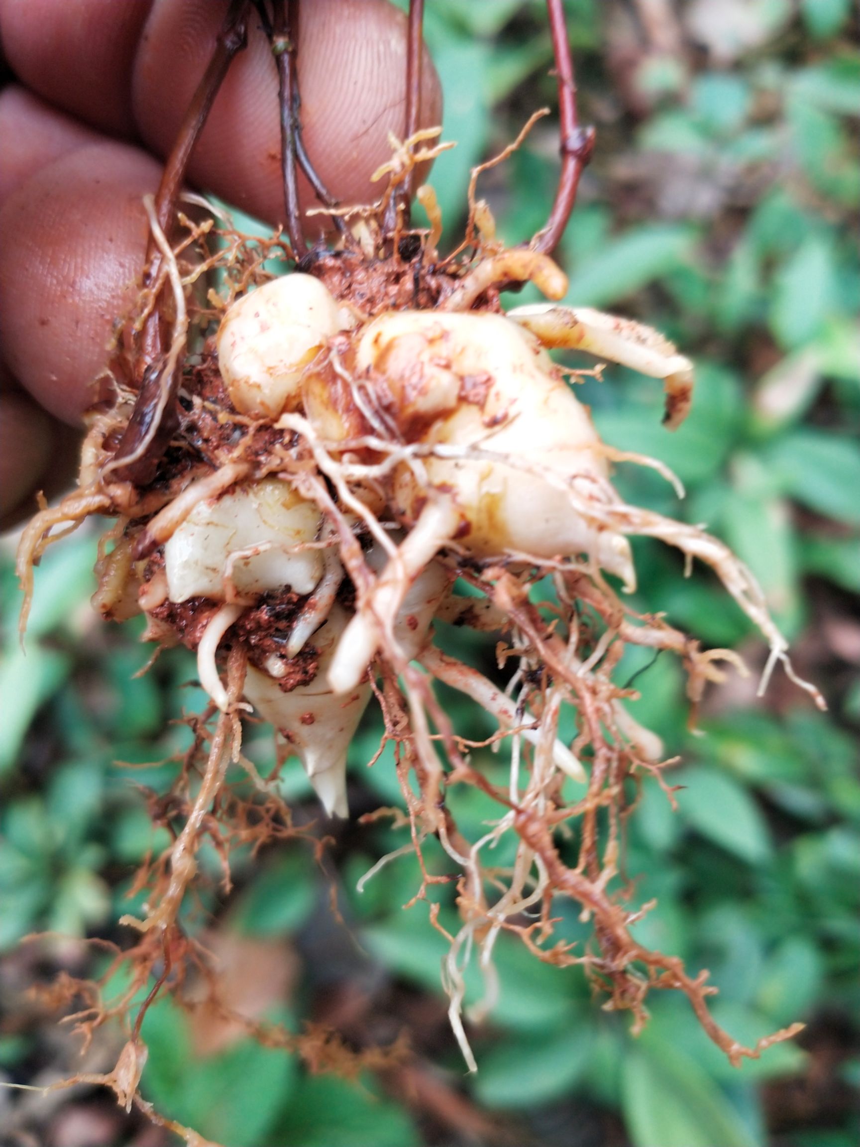  发财产品，资源紧缺无法满足，土茯苓苗