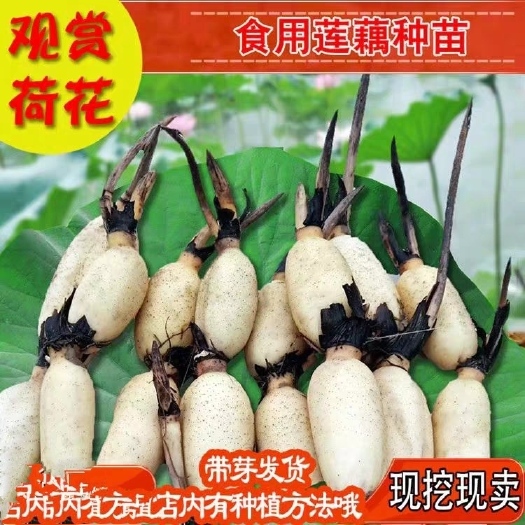 宿迁南斯拉夫雪莲藕种  南斯拉夫雪莲食用莲藕种苗种子藕芽雪莲