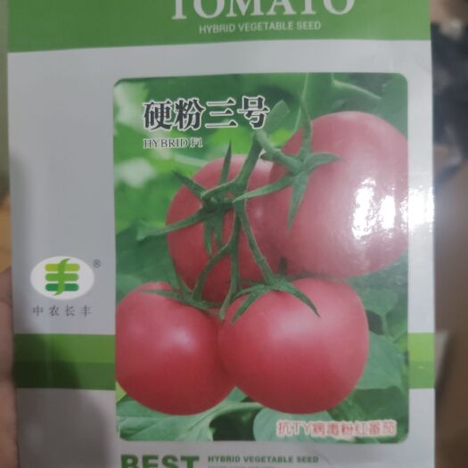 夏邑县硬粉番茄种子 正品（长丰）硬粉三号  抗TY病毒  抗病性强 无线生长