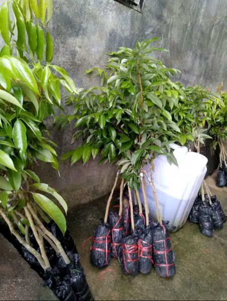 灵山县无核荔枝苗 荔枝树苗妃子笑无核A4嫁接果树苗桂味糯米糍白糖罂鸡嘴荔三月红
