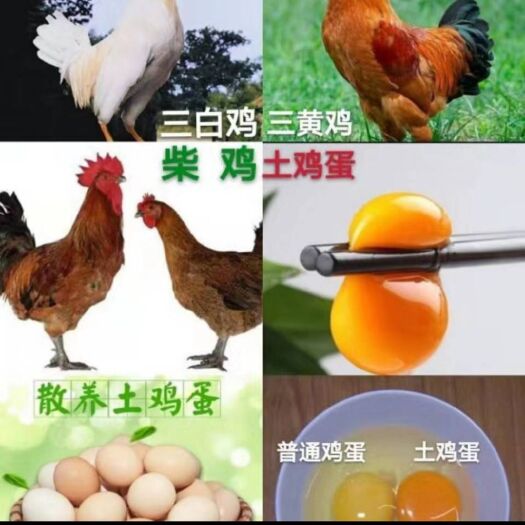 西华县鸳鸯鸭蛋 农养殖