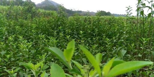 兴业县南非叶苗，叶片可以生吃，回甘味更久，热毒全赶跑。带根发货。