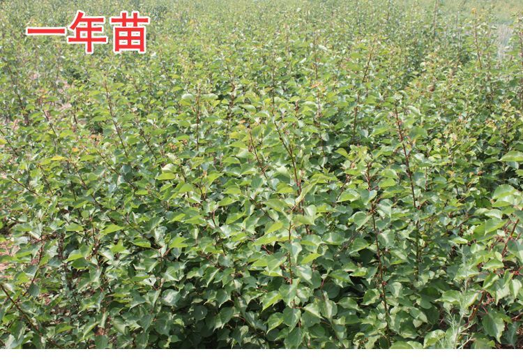 繁峙县白水杏树苗 白水杏 杏苗批发 个头大壮实 南北方种植