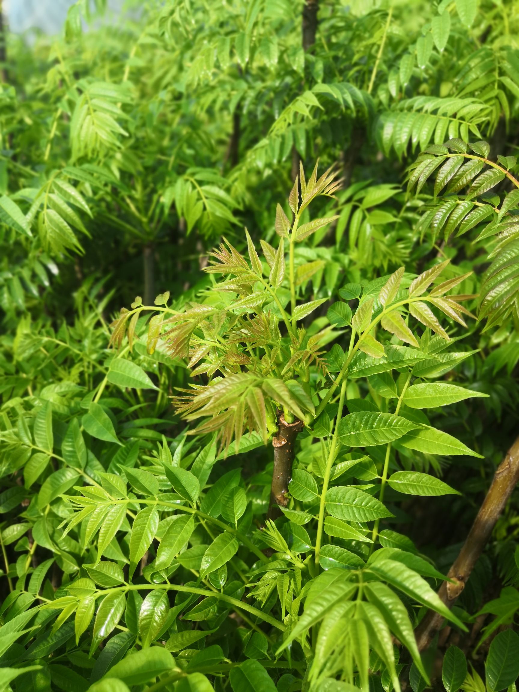 绿香椿芽 混装通货