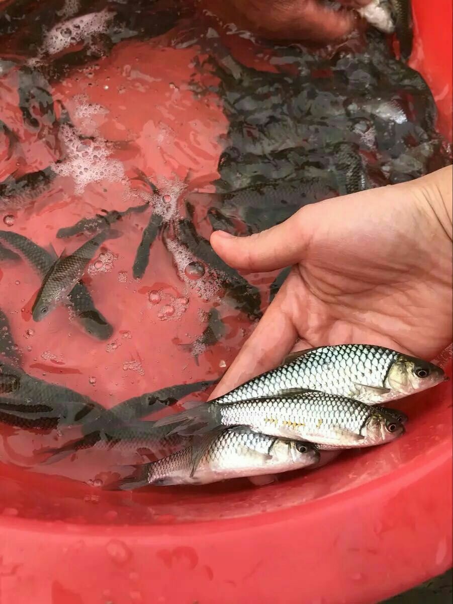 青鱼苗 原种青鱼青棒黑鲩苗 螺丝蛳鲩苗