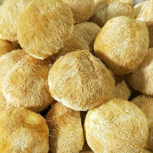 古田县干猴头菇   福建特产精选猴头菇 无熏硫猴头菇菌干货