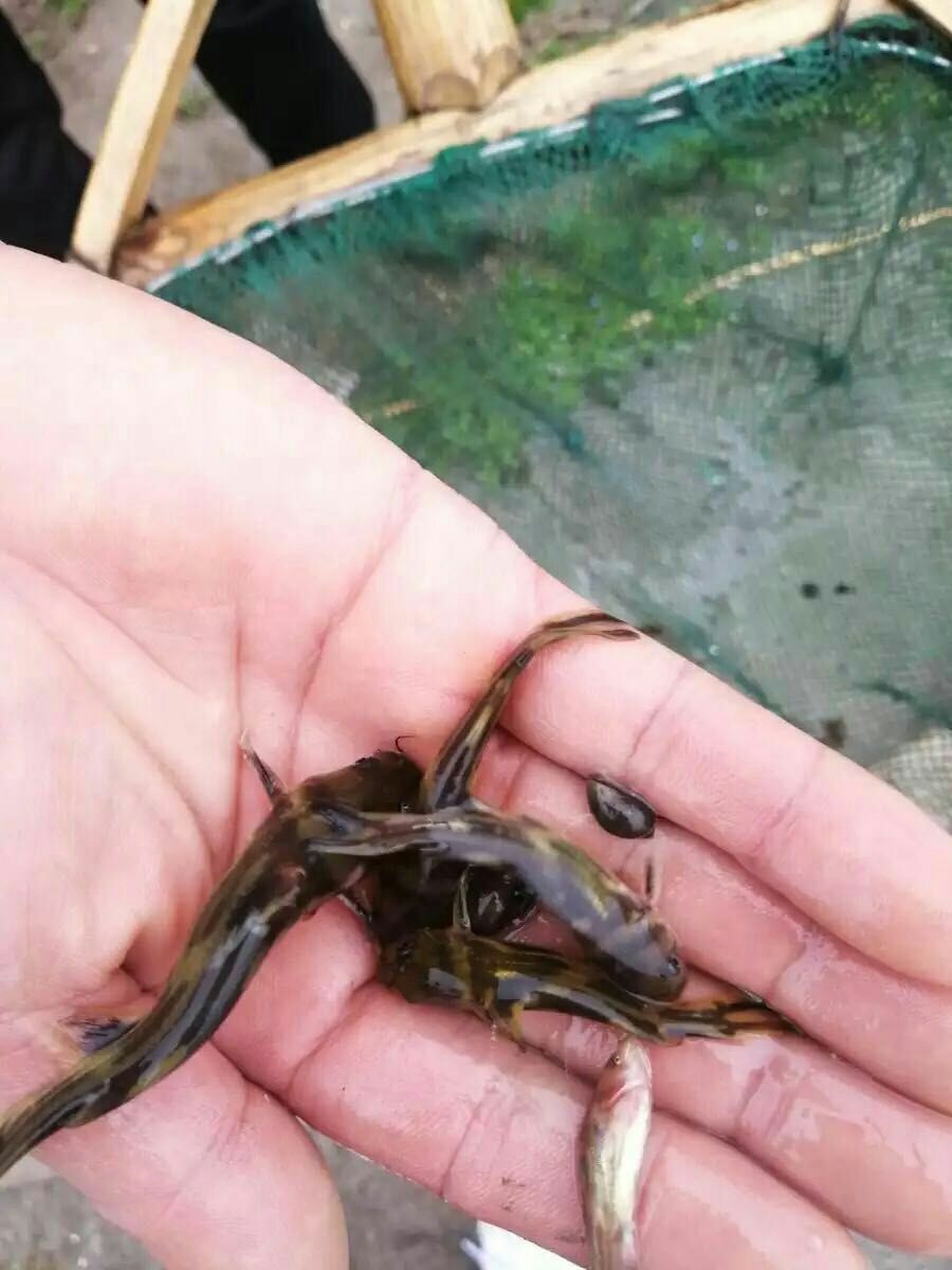 黄辣丁 黄颡鱼 黄骨鱼 黄角丁 淡水鱼苗养殖