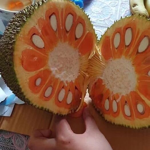 灵山县红肉菠萝蜜苗 嫁接苗