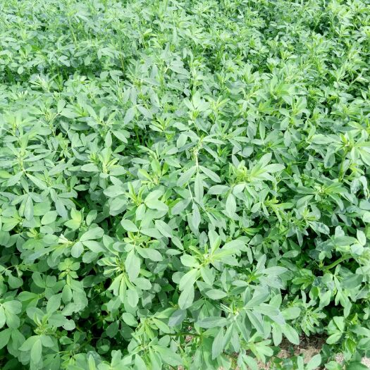 郑州紫花苜蓿种子多年生，蛋白含量高，是优质饲料品种
