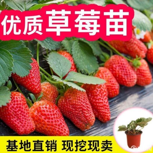 平邑县奶油草莓苗 优质草莓  现挖现发  当年结果