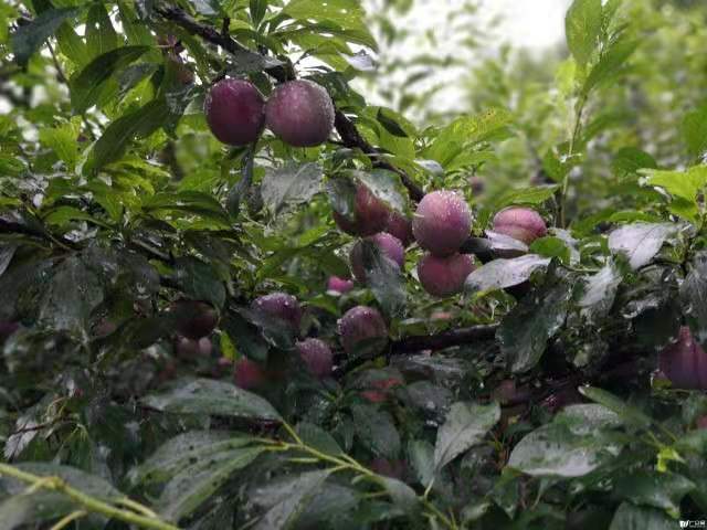 李子新品种------先锋李苗子