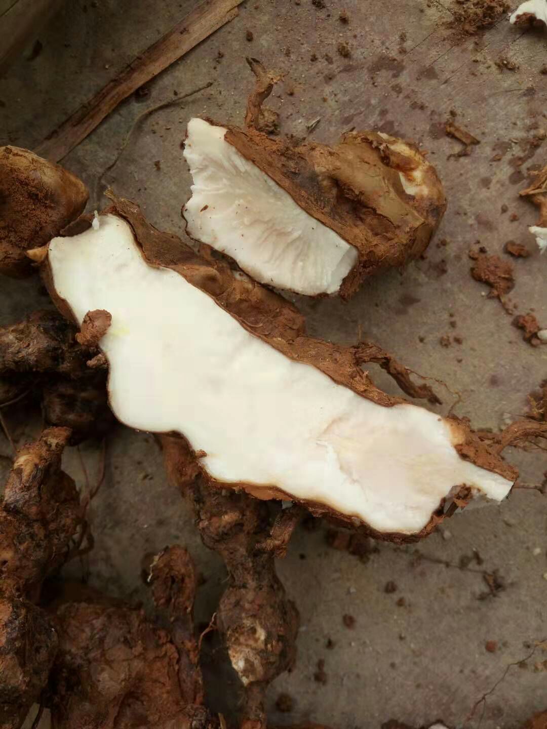 土茯苓苗 2020发家致富的种植产品一一白肉粉质土茯苓