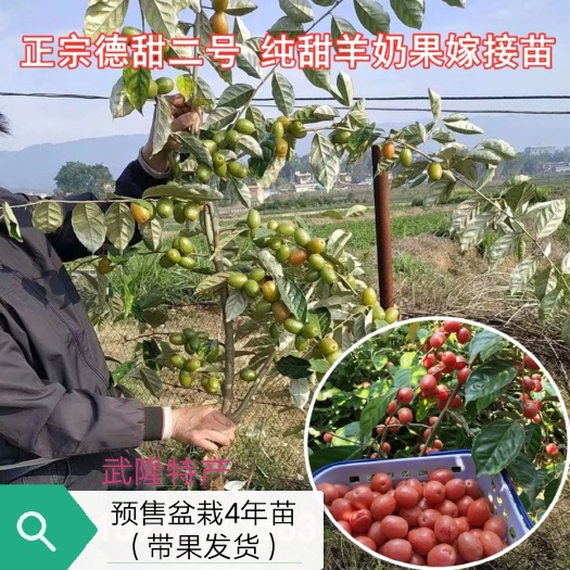 重庆市羊奶果苗 嫁接羊奶果树苗德甜二号羊奶果盆栽室内水果种苗栽下2年挂果