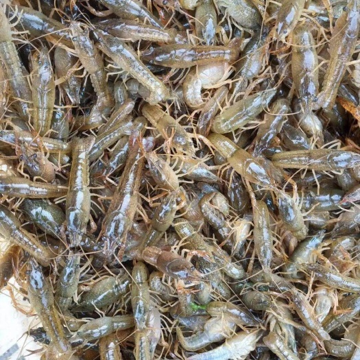 洪湖市小龙虾苗虾苗青虾克氏鳌虾技术指导冷藏车专送基地直供苗价咨询